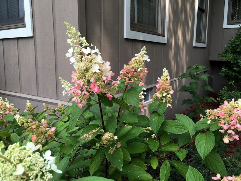 Tickled Pink Hydrangea