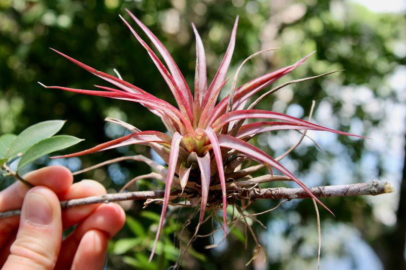 Tillandsia (Air Plant)