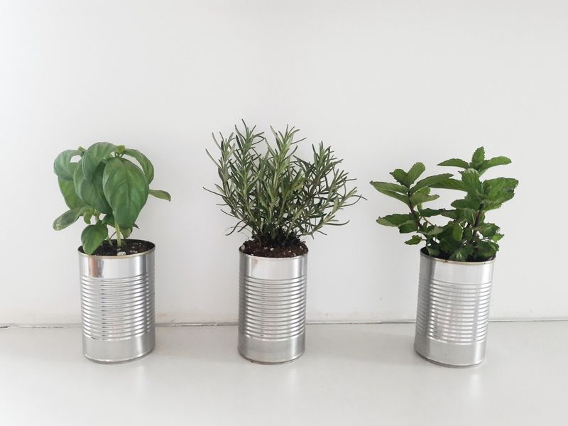 Tin Can Planters