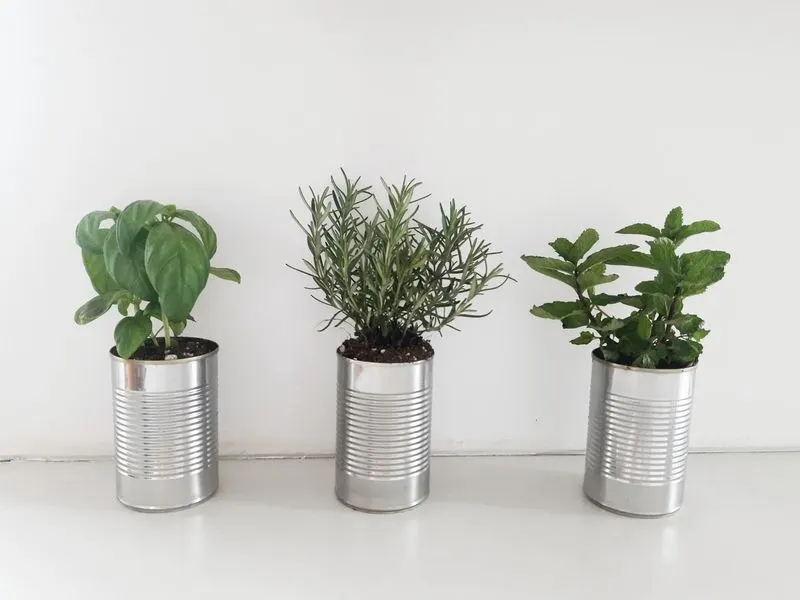 Tin Can Planters