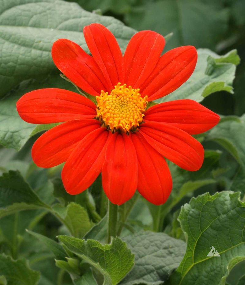 Tithonia