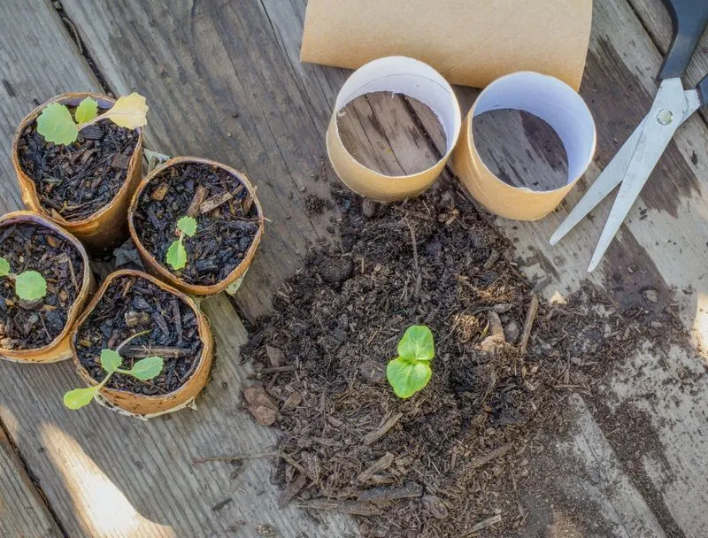 Toilet Paper Roll Seed Tubes