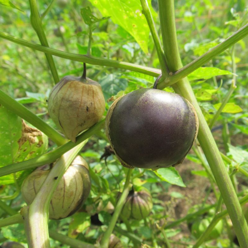 Tomatillo