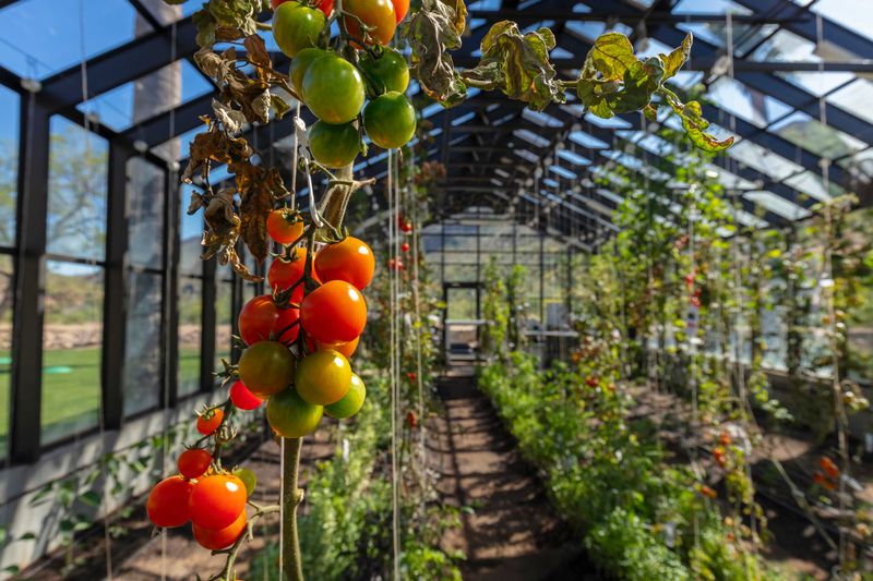 Tomato Cages