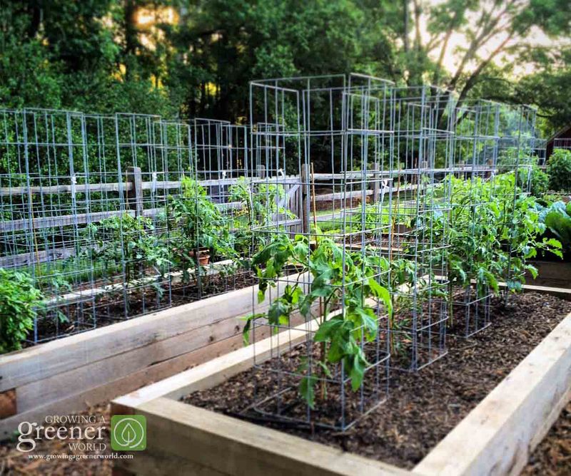 Tomato Crates