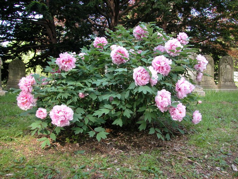 Tree Peony