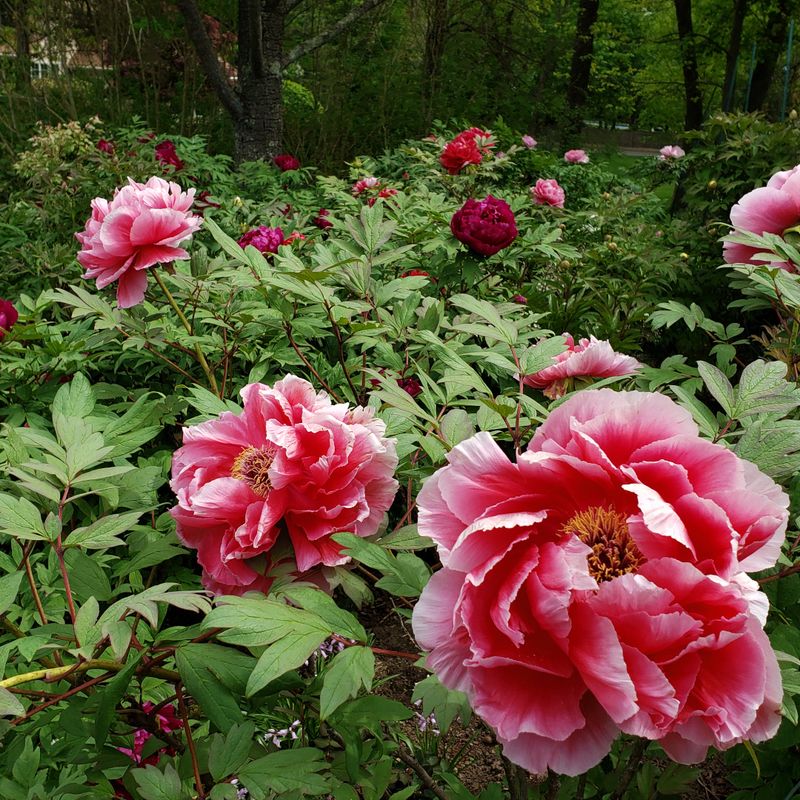 Tree Peony