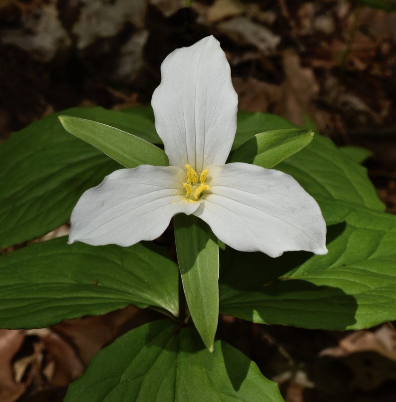 Trillium