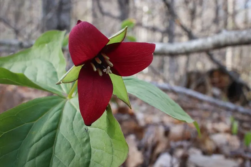 Trillium