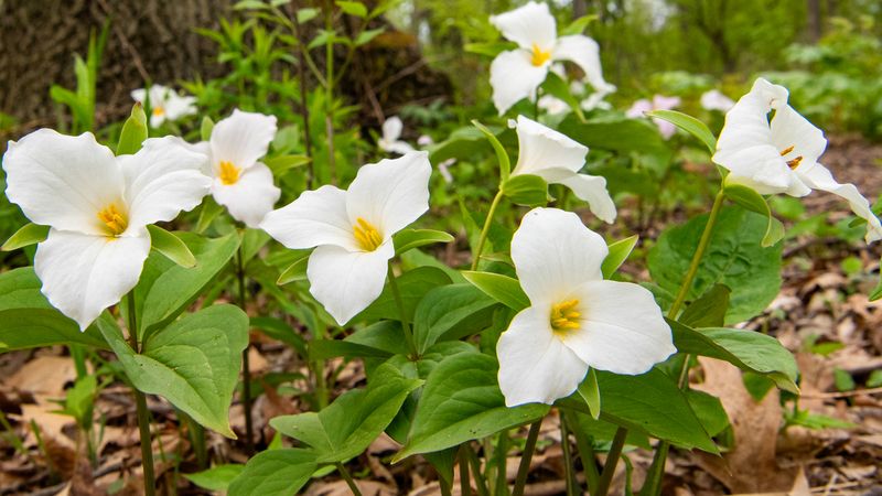 Trilliums