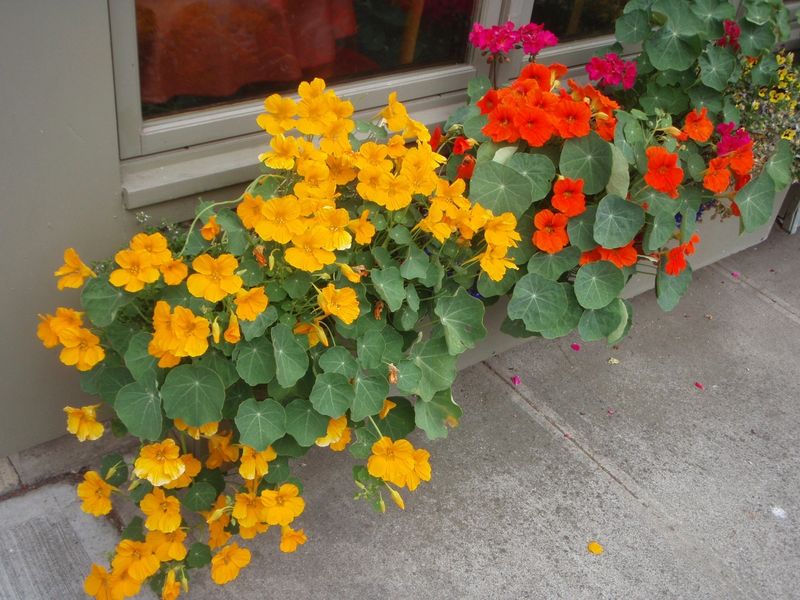 Tropaeolum Majus (Nasturtium)