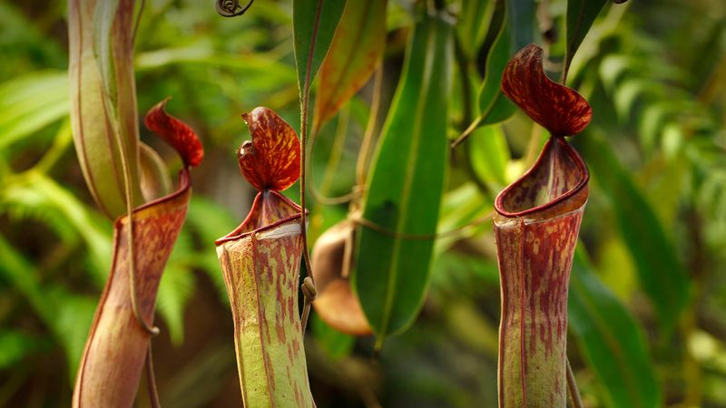 Tropical Pitcher Plant