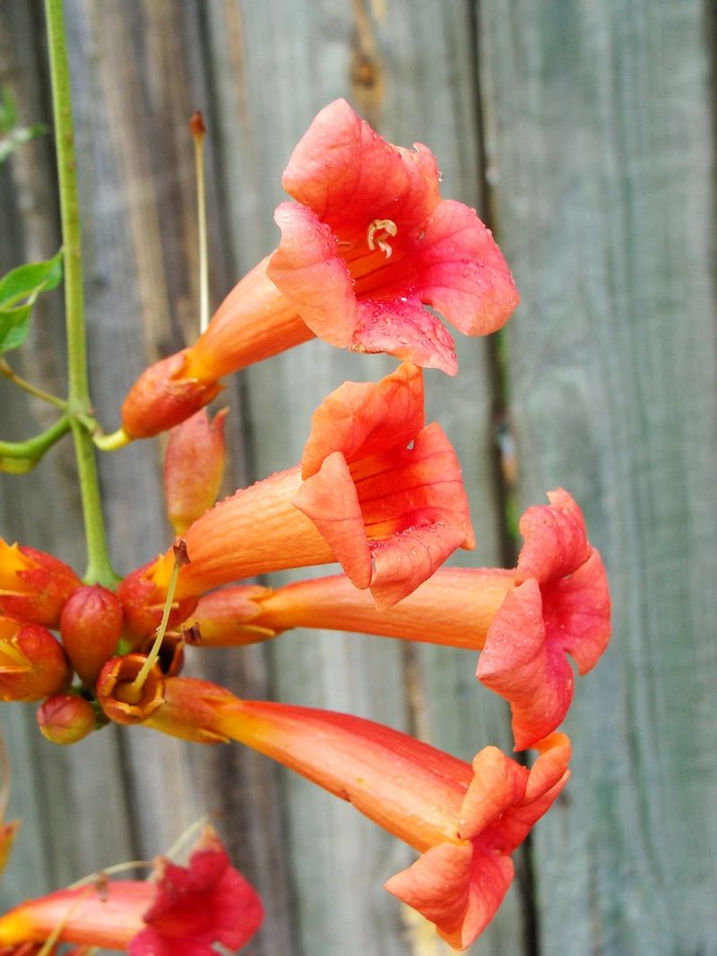 Trumpet Vine