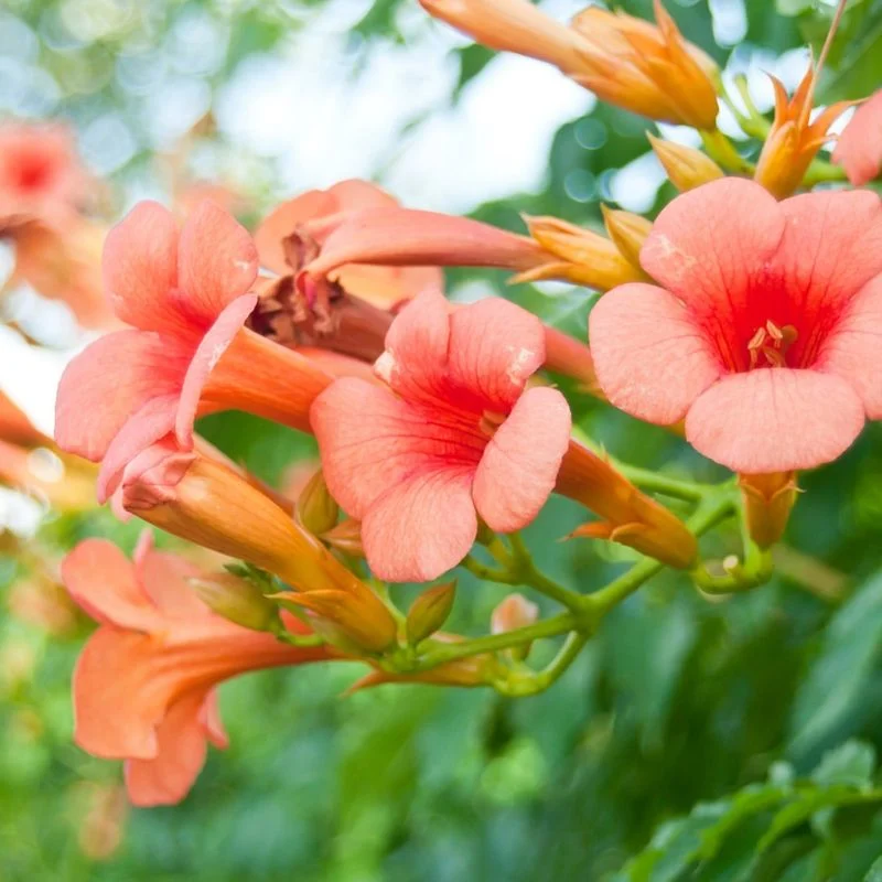 Trumpet Vine