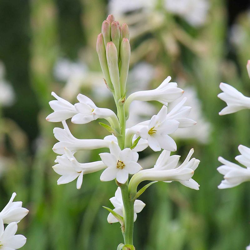 Tuberose