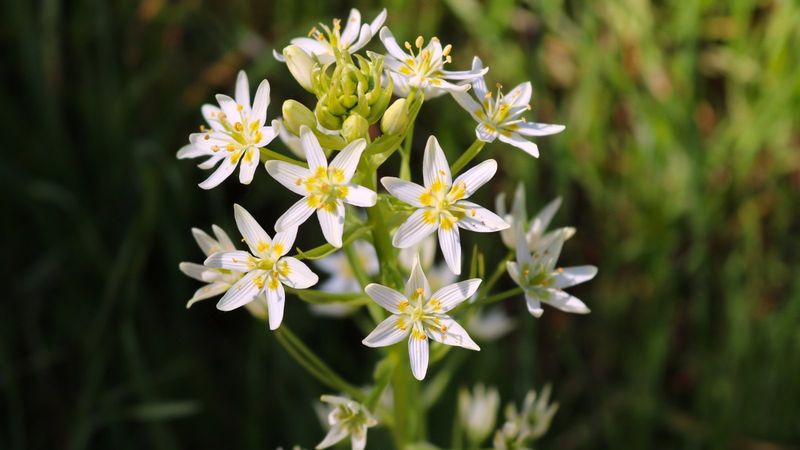 Tuberose