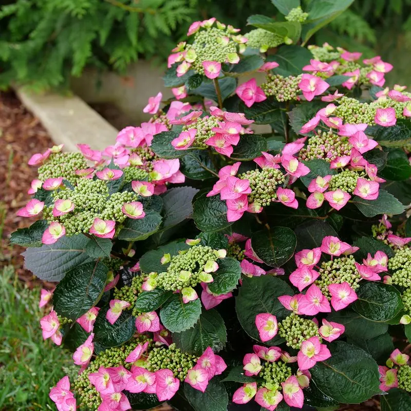 Tuff Stuff Hydrangea