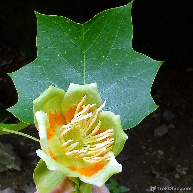 Tulip Tree