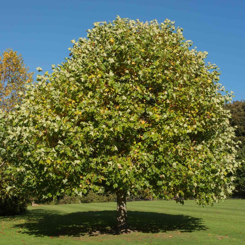 Tulip Tree