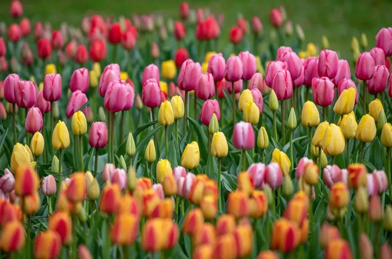 Tulips