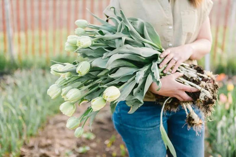 Tulips