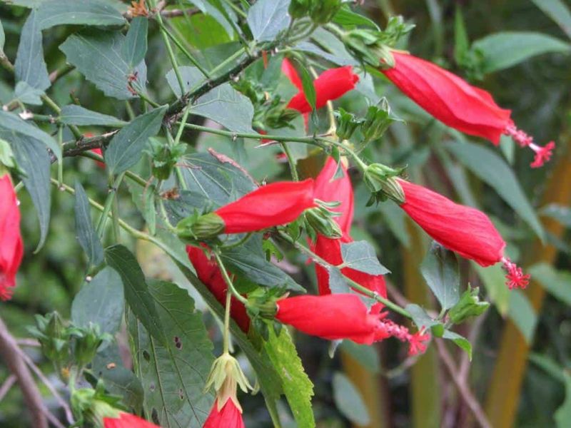 Turk's Cap