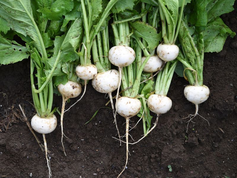 Turnips