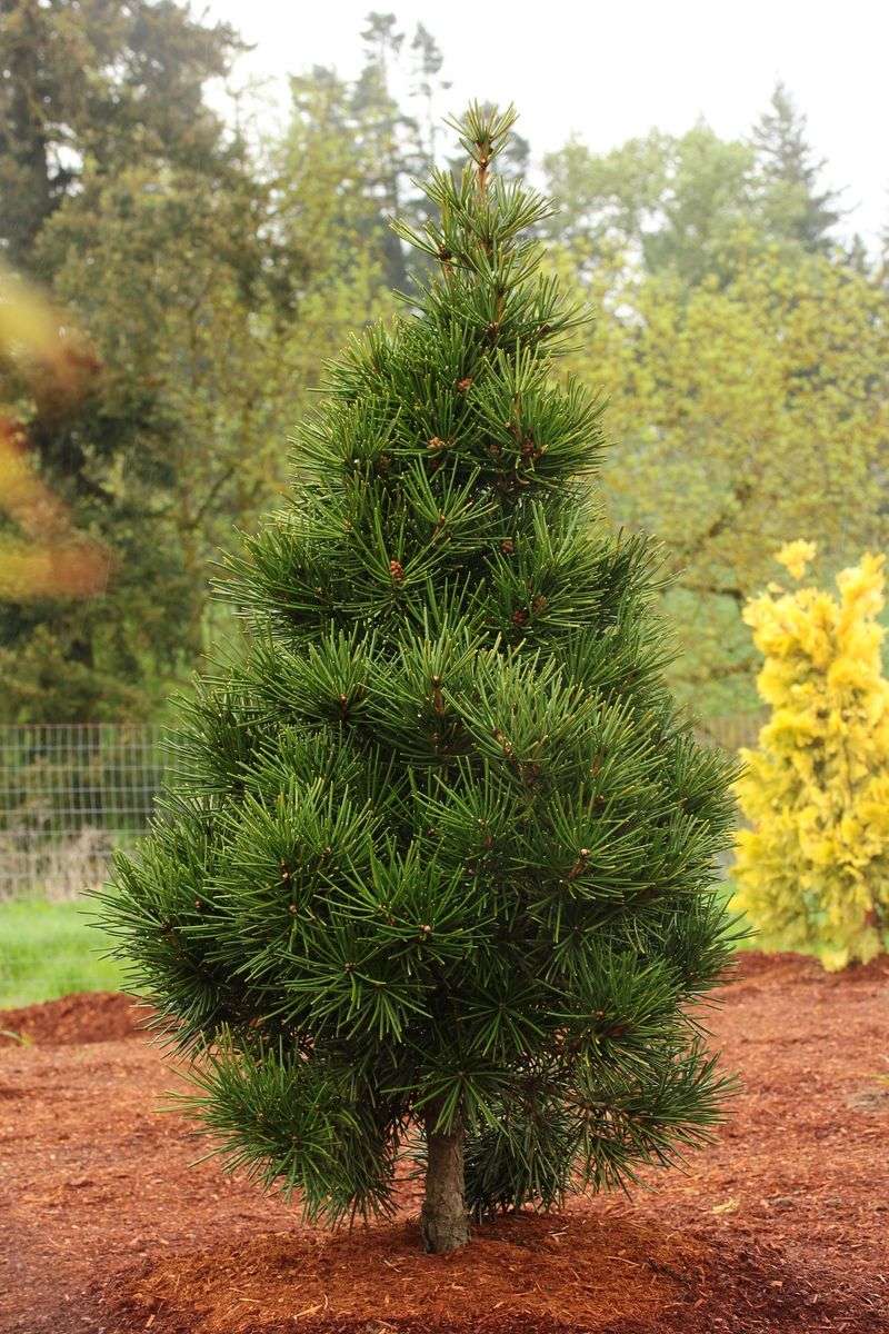 Umbrella Pine