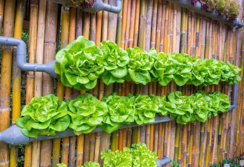 Use Vertical Gardening Techniques