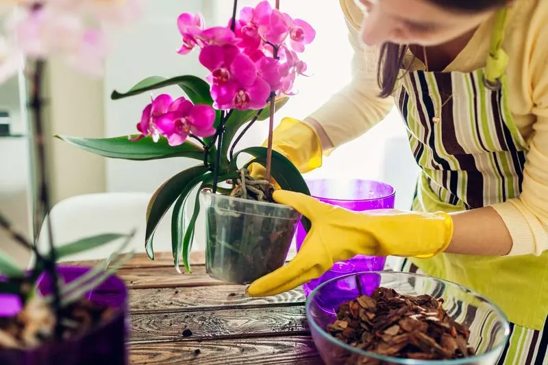 Use the Right Potting Medium