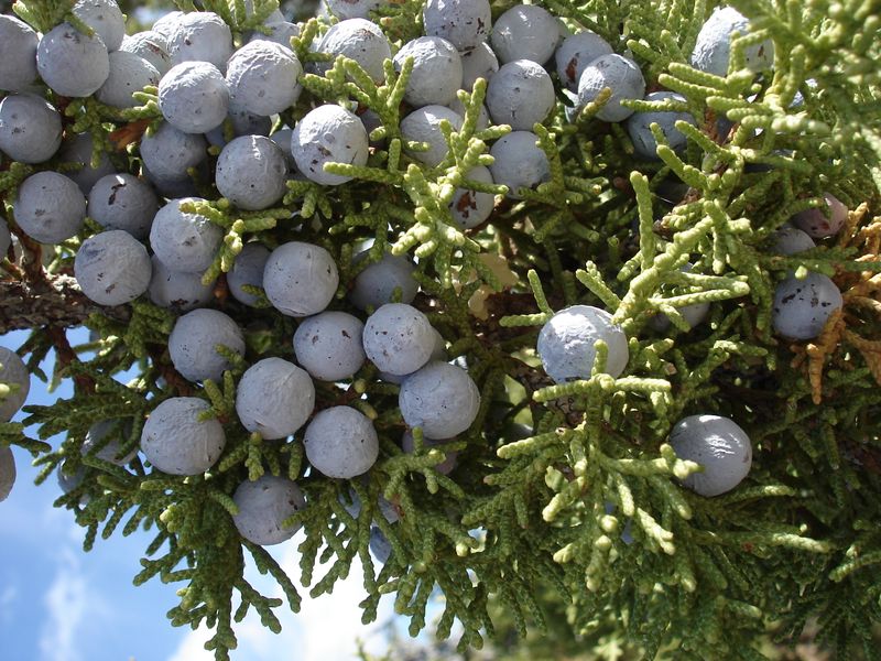 Utah Juniper