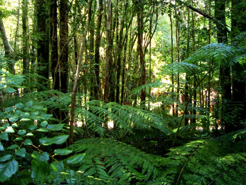 Valdivian Temperate Rainforest, Chile