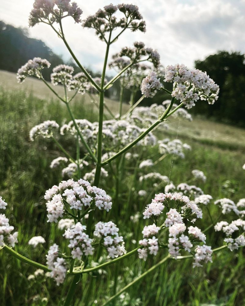 Valerian