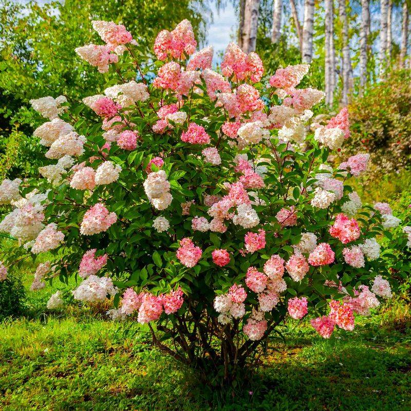 Vanilla Strawberry Hydrangea