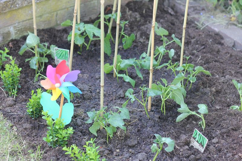 Vegetable Planting Challenge