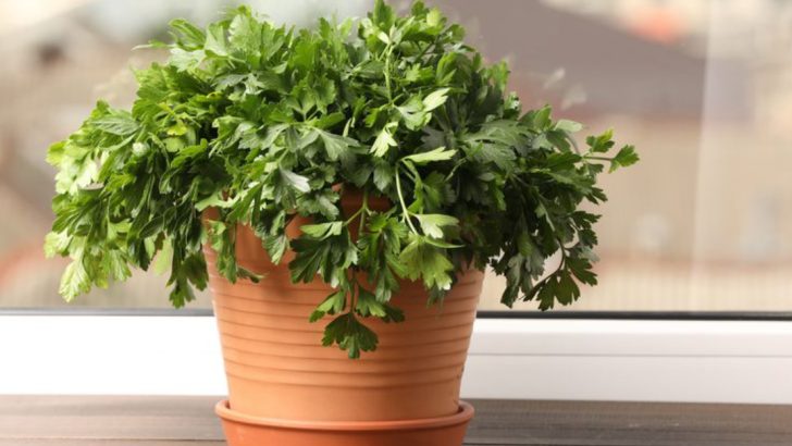 20 Vegetables You Can Grow in Buckets All Year Long