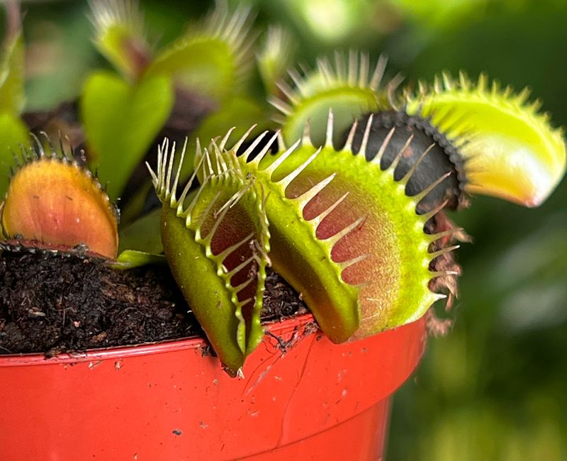 Venus Flytrap