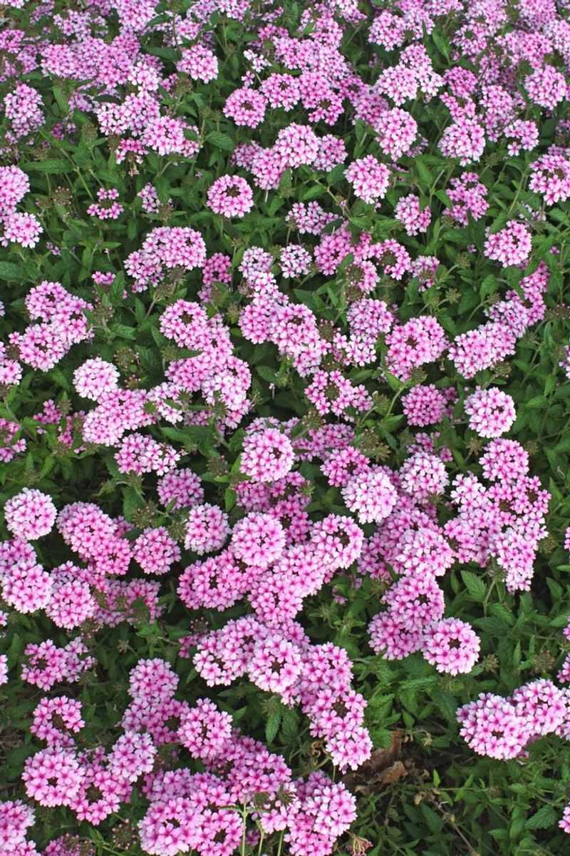 Verbena