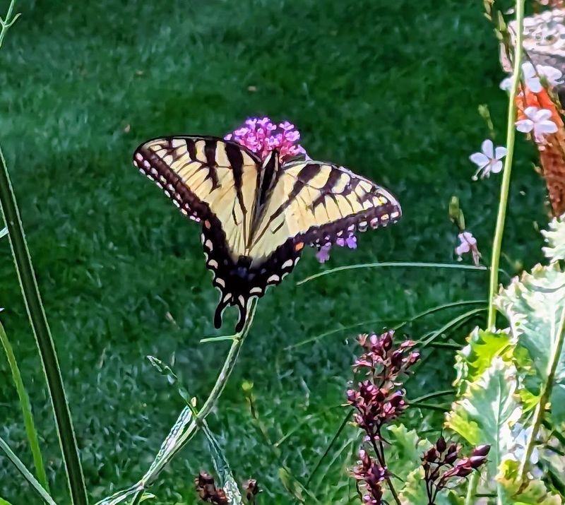 Verbena