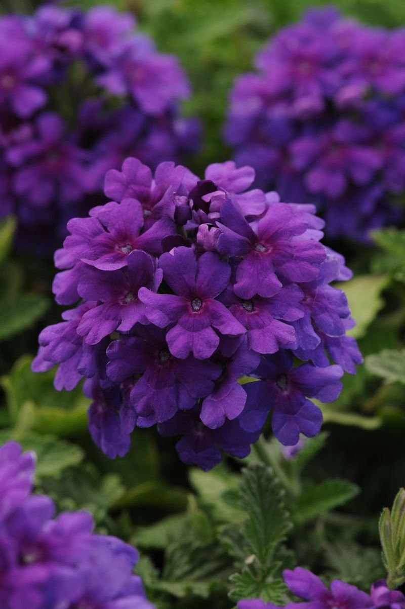 Verbena