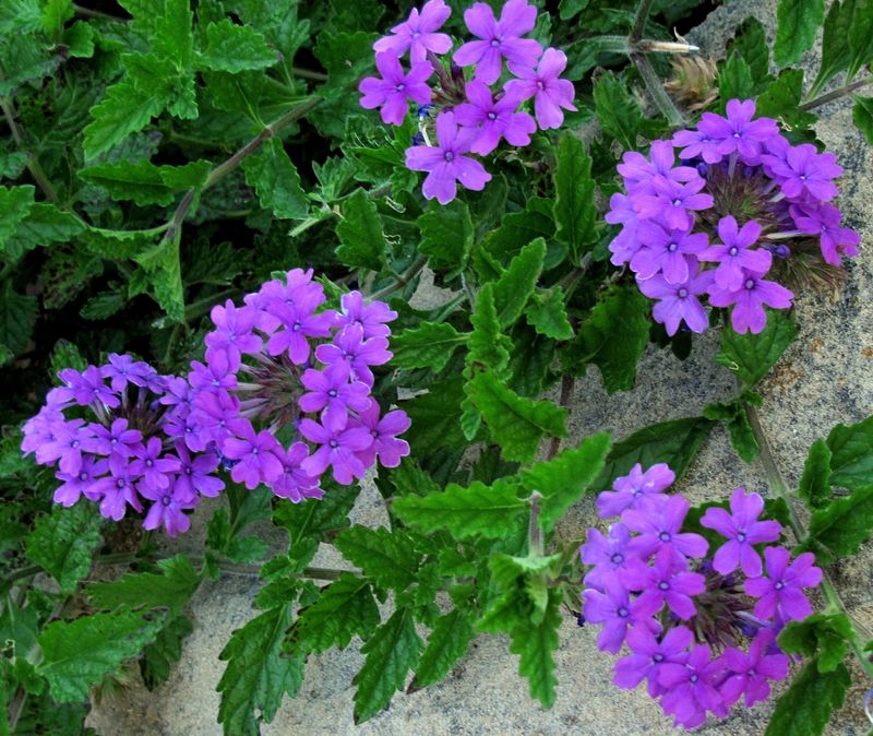 Verbena