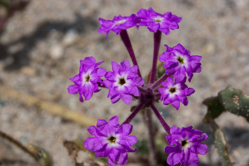 Verbena