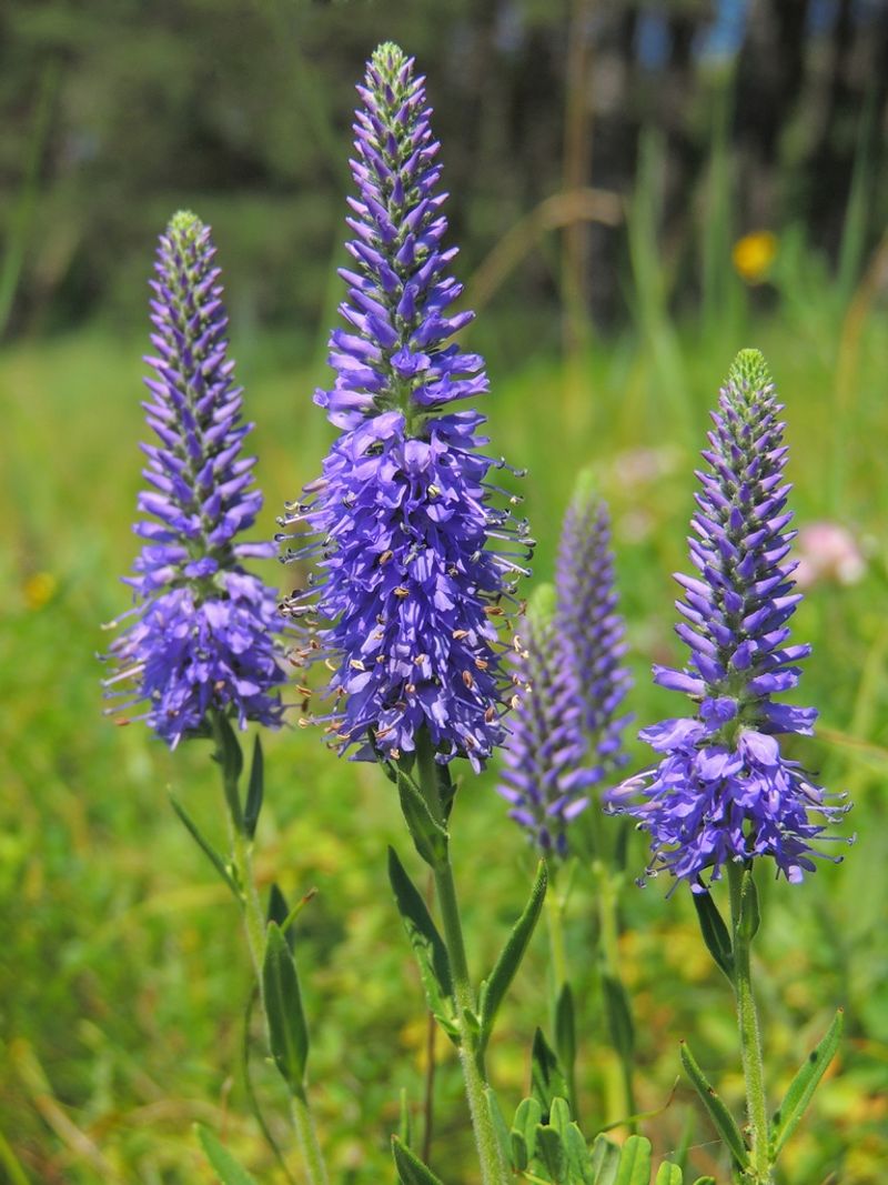 Veronica (Speedwell)