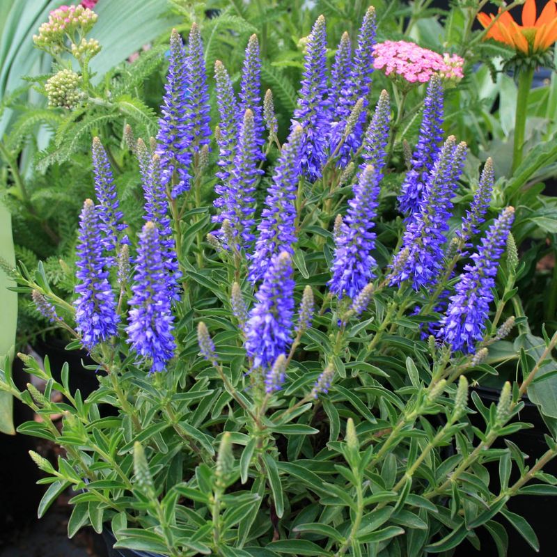 Veronica (Veronica spicata)