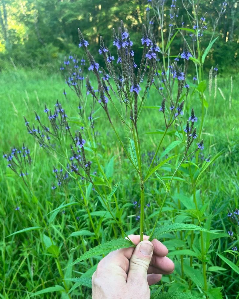 Vervain