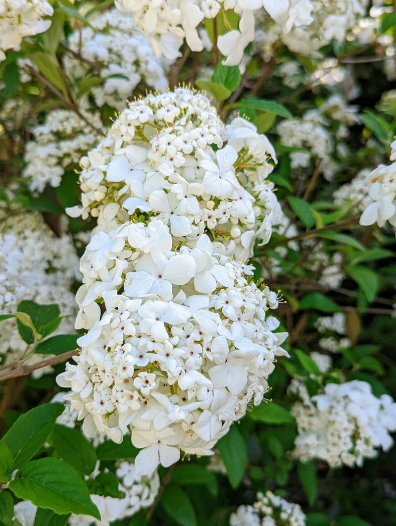 Viburnum