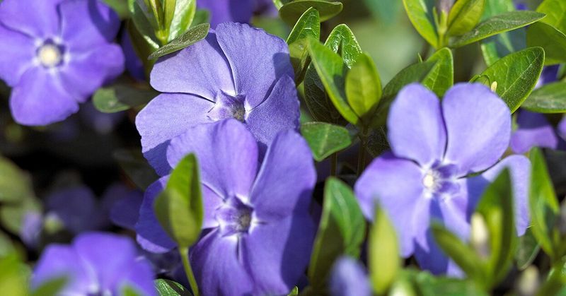 Vinca Minor