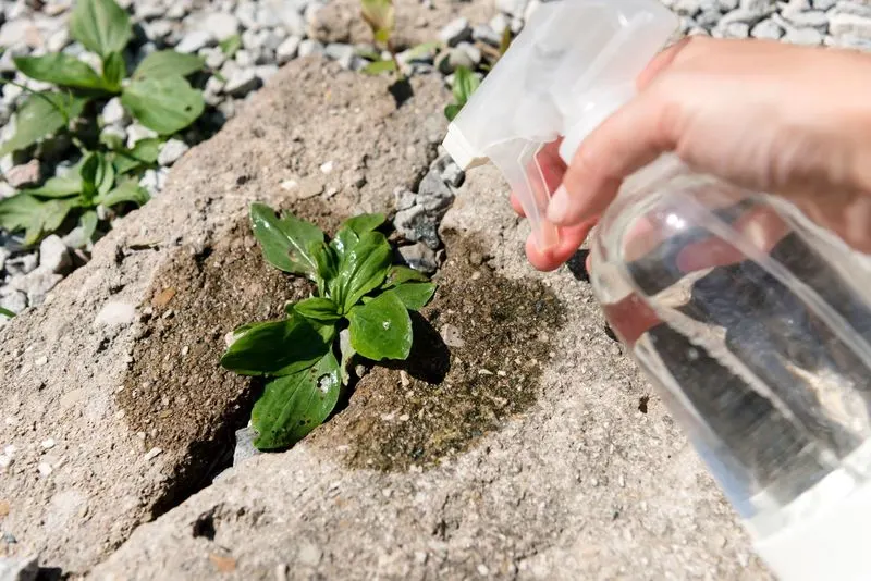 Vinegar Weed Killer