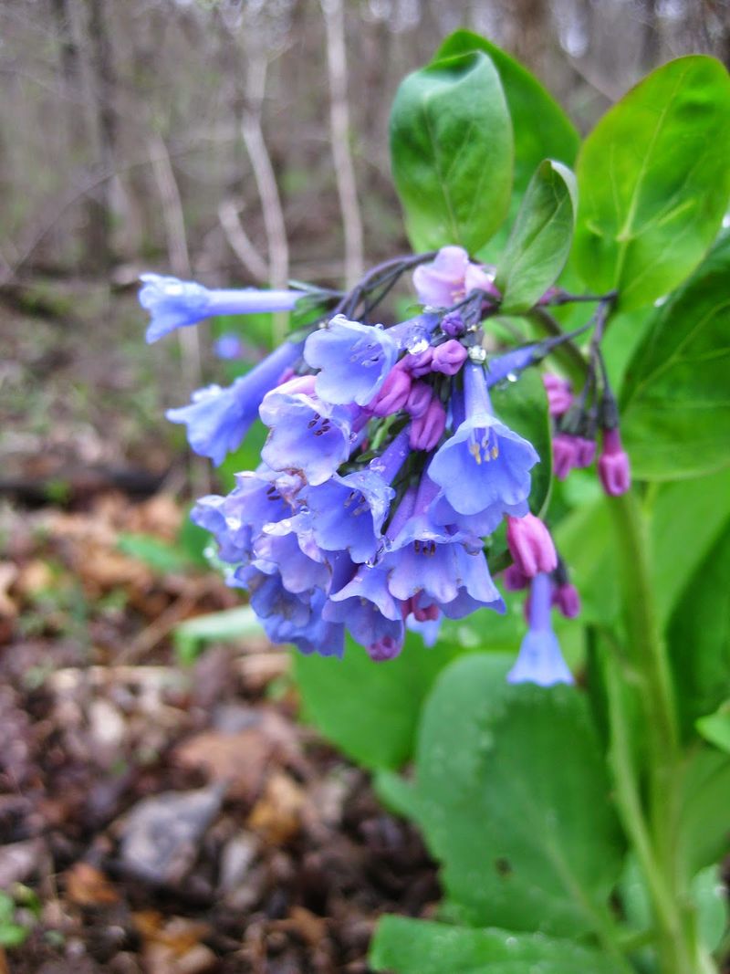 Virginia Bluebells