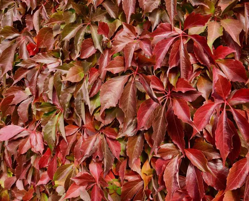 Virginia Creeper